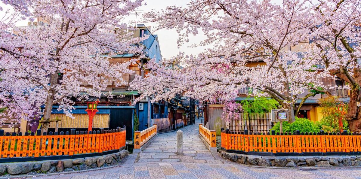 Cherry blossom along a canal in Kyoto